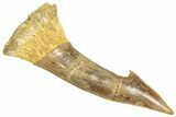 Fossil Sawfish (Onchopristis) Rostral Barb - Morocco #366705-1